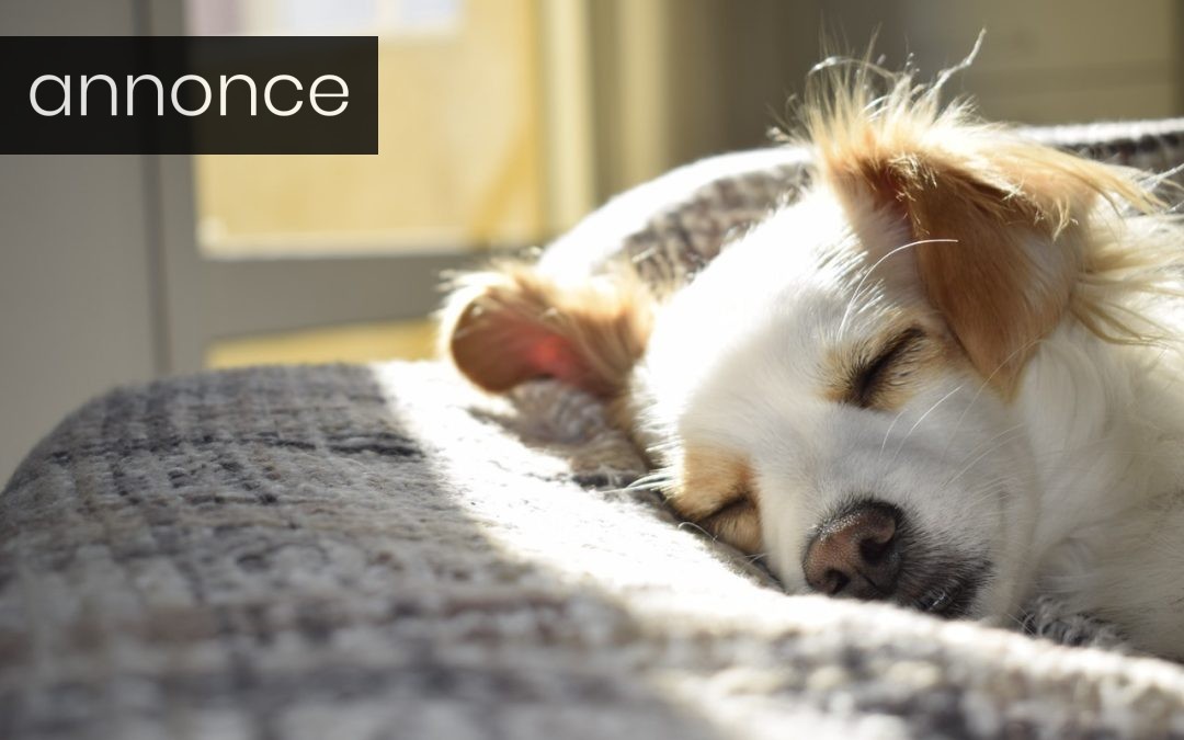 Sådan får du en sundere hovedbund